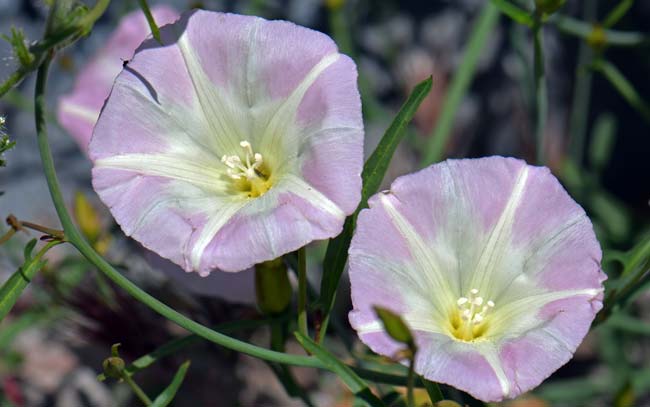 Calystegia longipes, Paiute False Bindweed, Southwest Desert Flora